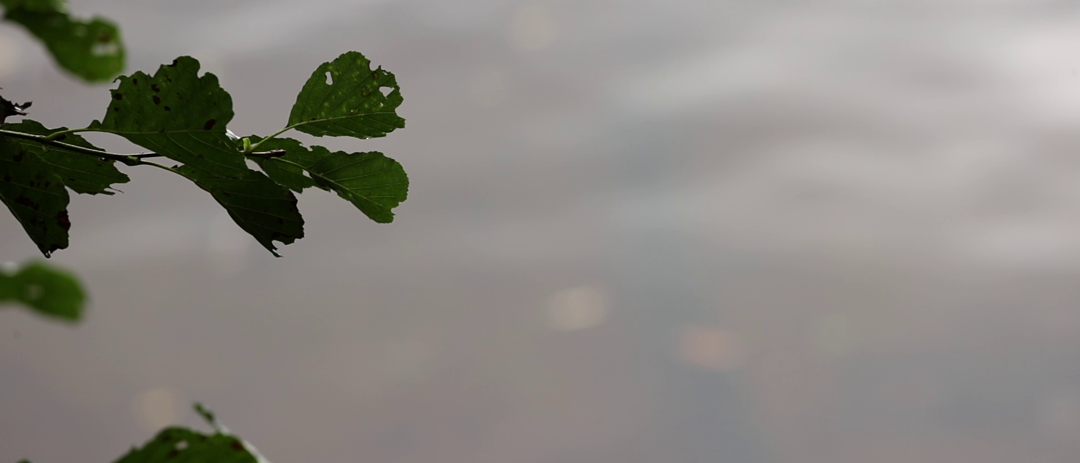 Puunlehtiä harmaat taustaa vasten