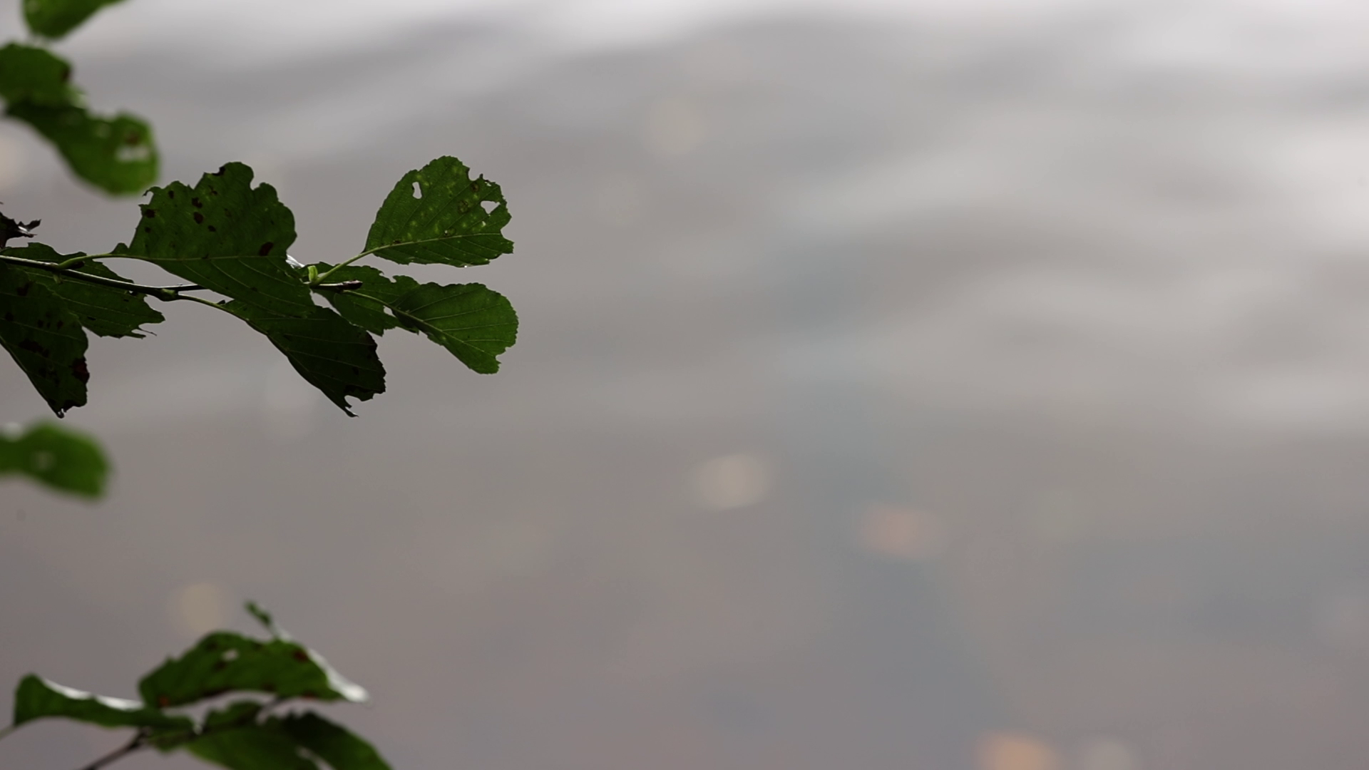 Et blad der blæser i vinden