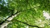 natur