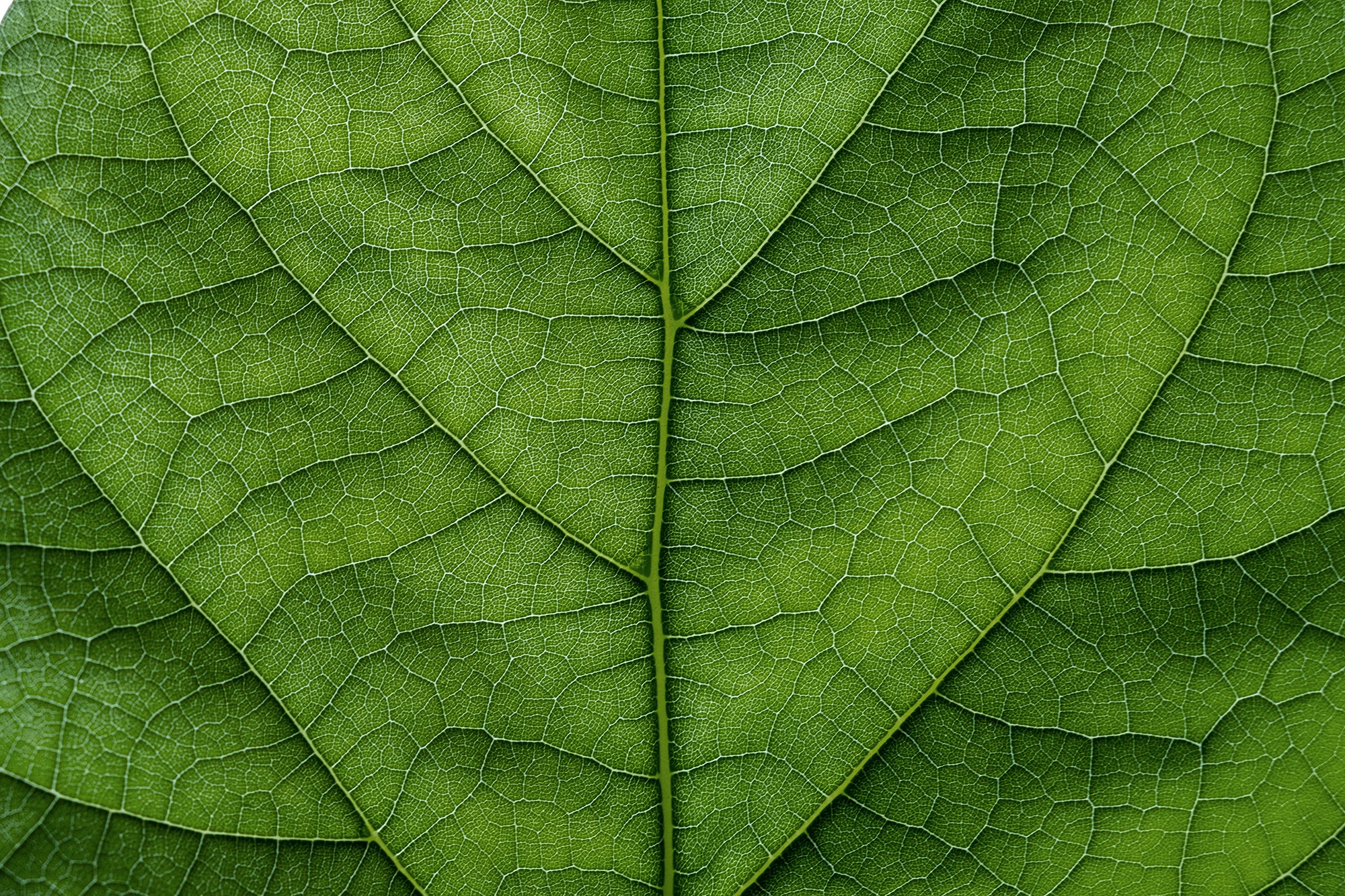 A close-up of a green leaf