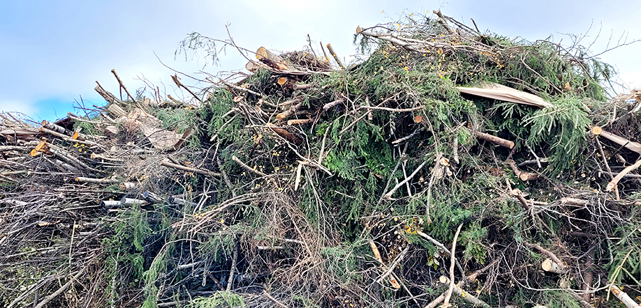 Energiapuu, mm. metsätähteet, kuivutetaan biopolttoaineen valmistusta varten.