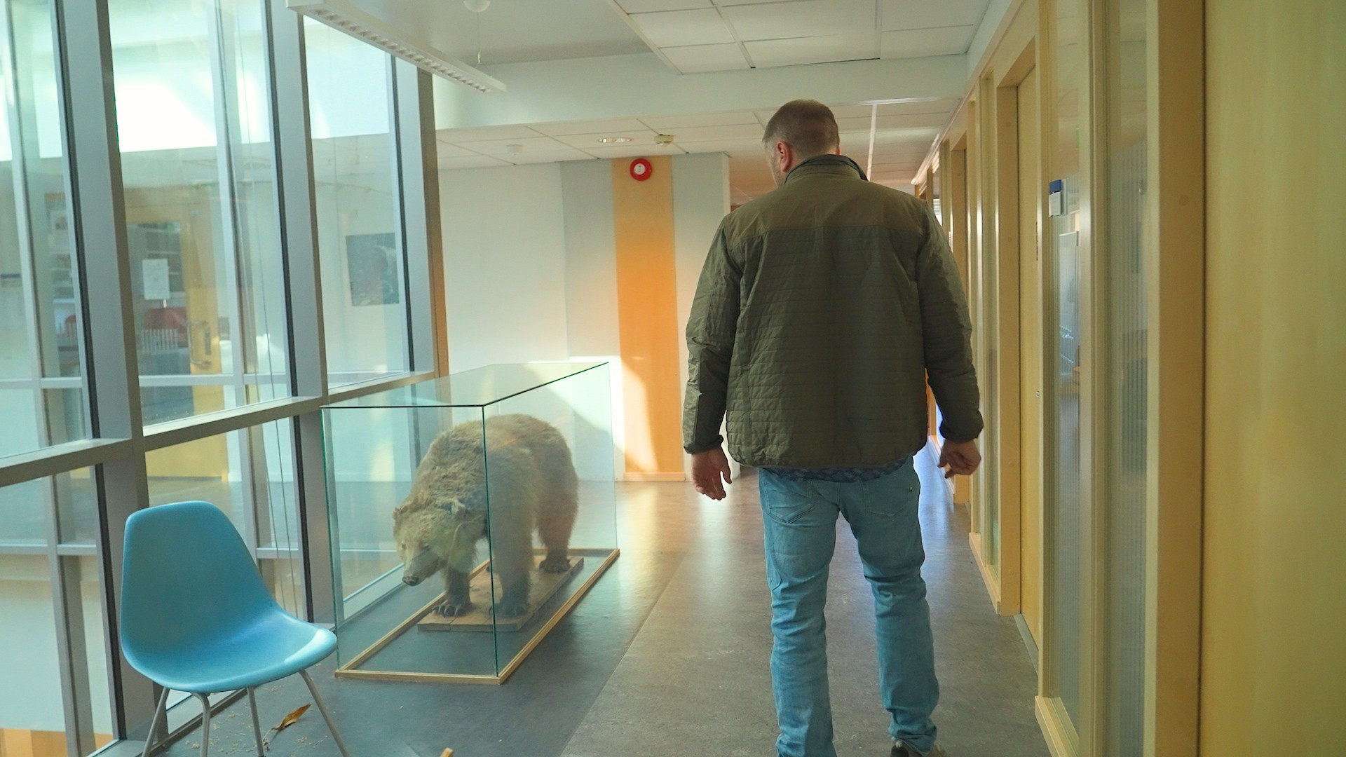 man watching taxidermi bear