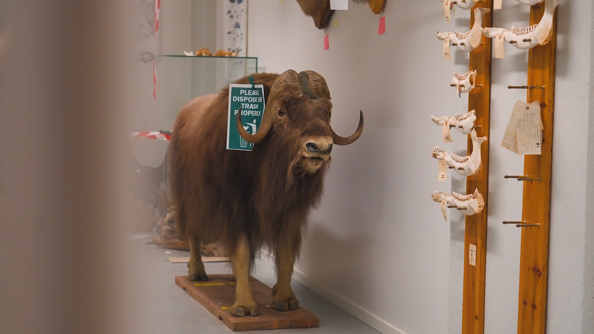 a taxidermi muskox