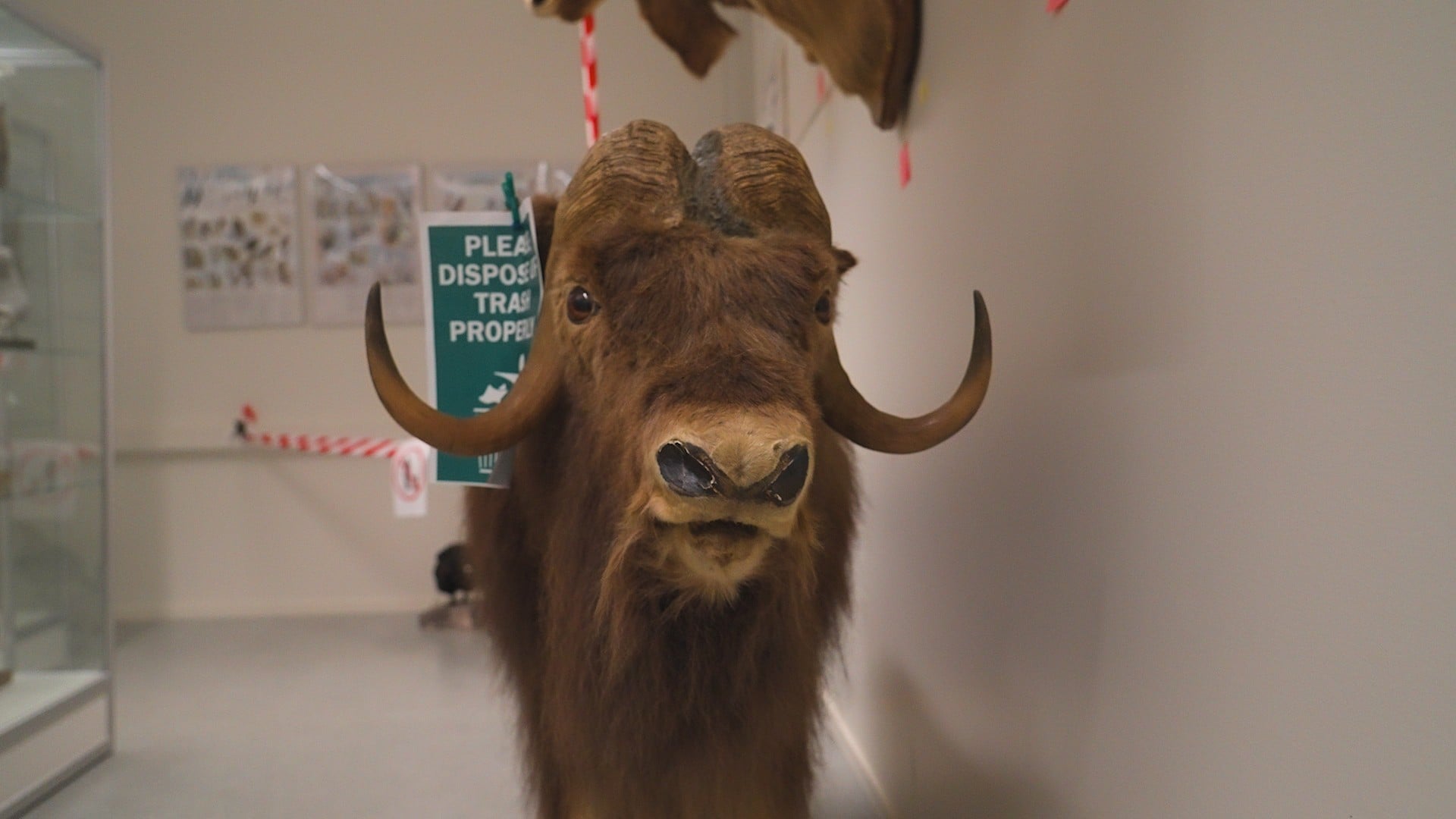 a taxidermi muskox