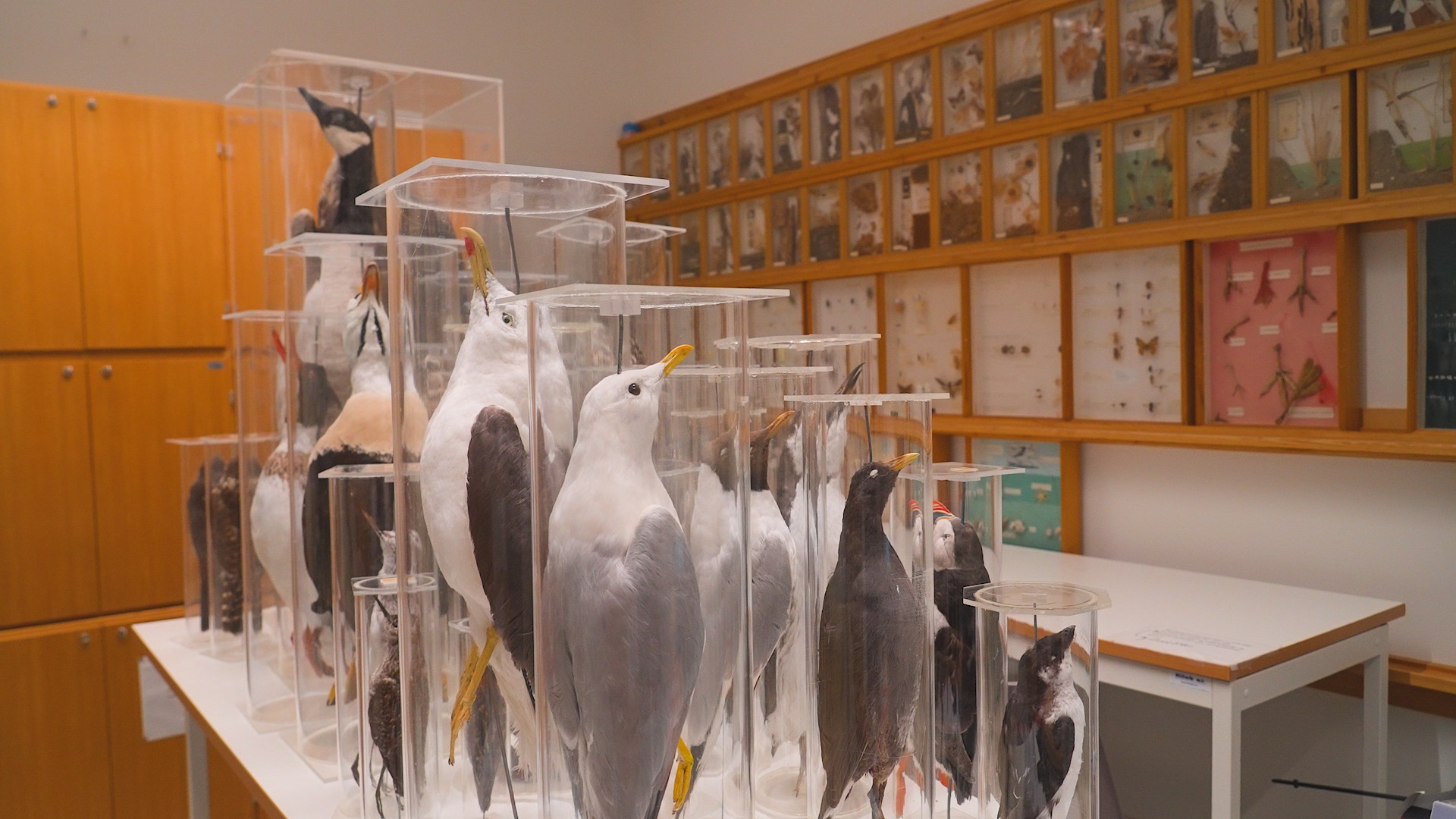 birds in glass containers