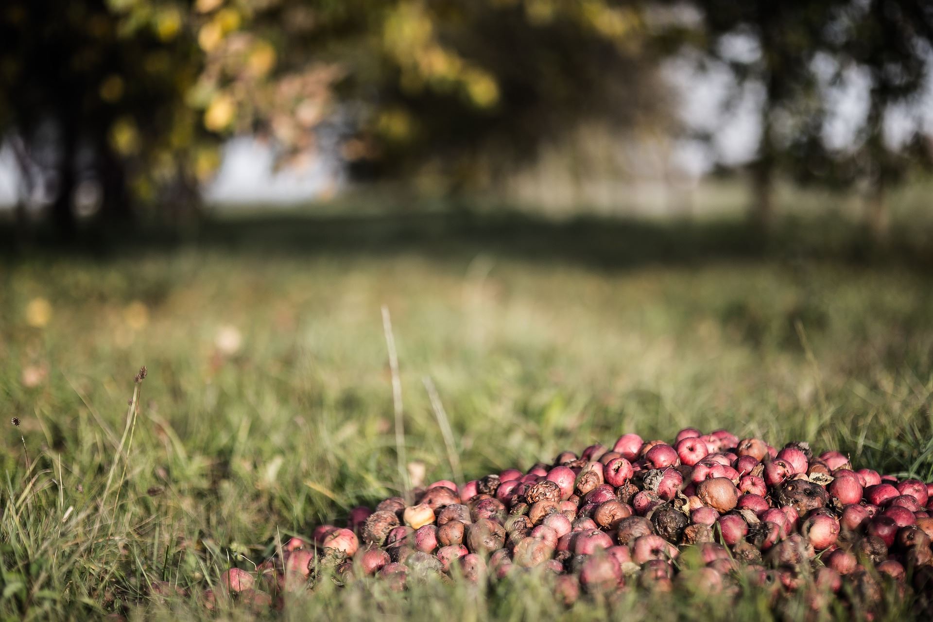 Nagroda główna dla Karoliny Ceglarz w konkursie Stena Circular Economy Award (SCEA)