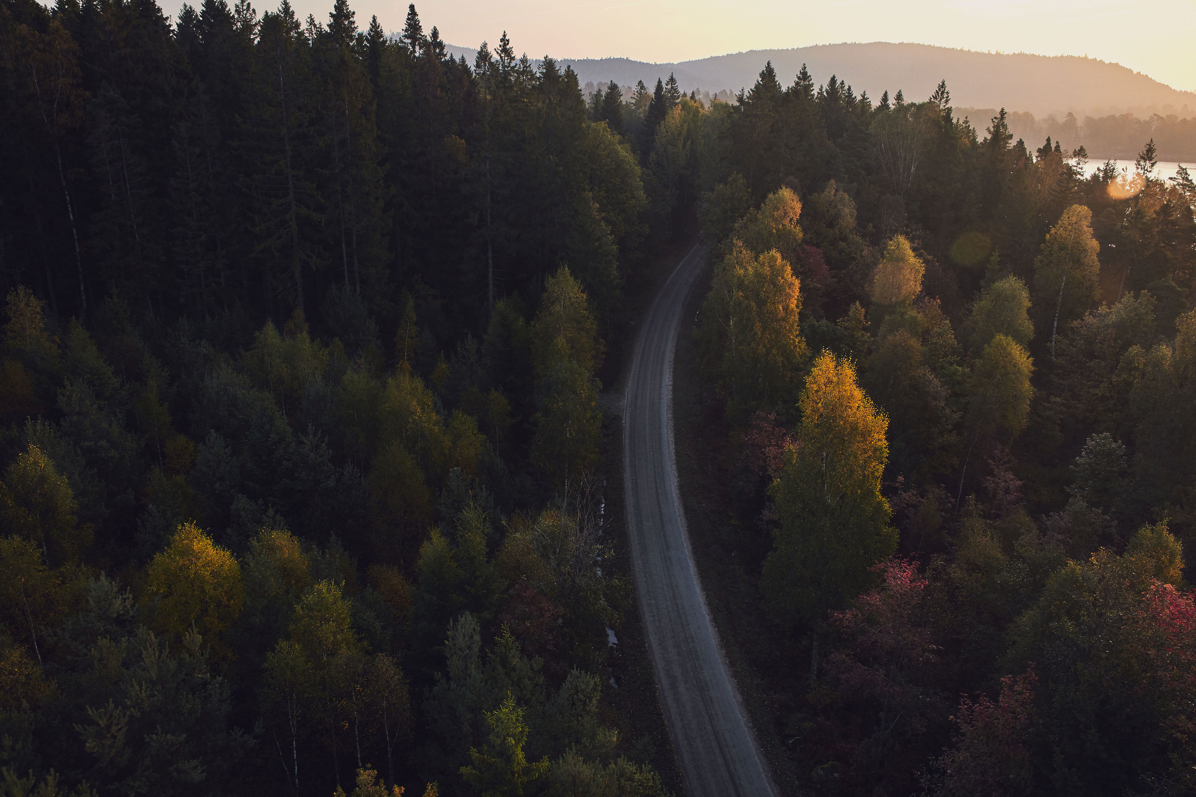 Vei i skogen